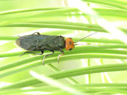 Attēlu rezultāti vaicājumam “Caenolyda reticulata”