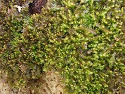 Attēlu rezultāti vaicājumam “Jamesoniella autumnalis”