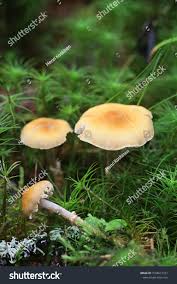 Attēlu rezultāti vaicājumam “Cystoderma amianthinum”