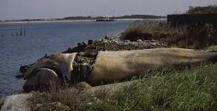 Image result for Eubalaena glacialis