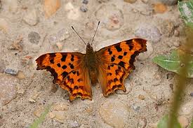 Attēlu rezultāti vaicājumam “Polygonia c-album upperside”