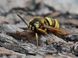 Attēlu rezultāti vaicājumam “Sesia apiformis”