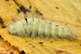 Attēlu rezultāti vaicājumam “Calliteara pudibunda larva”