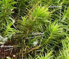 Attēlu rezultāti vaicājumam “Polytrichum formosum”