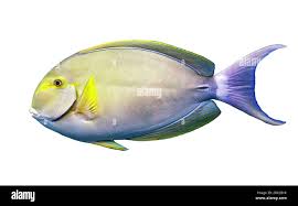 Image result for Acanthurus xanthopterus