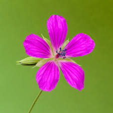 Attēlu rezultāti vaicājumam “Geranium palustre flower”
