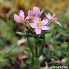Image result for Centaurium erythraea