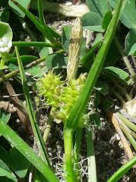 Attēlu rezultāti vaicājumam “Carex viridula flower”