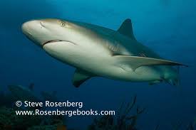 Image result for Carcharhinus perezii