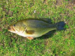 Image result for Micropterus salmoides