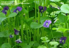 Attēlu rezultāti vaicājumam “Viola riviniana leaf”