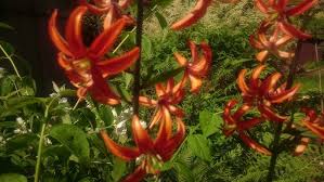Image result for Lilium martagon `Arabian Night`