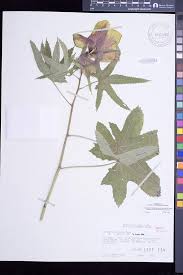 Image result for Abelmoschus moschatus