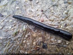 Attēlu rezultāti vaicājumam “Fuligo licentii”