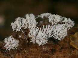 Attēlu rezultāti vaicājumam “Ceratiomyxa fruticulosa”