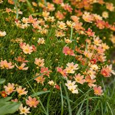 Image result for Coreopsis
