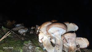 Attēlu rezultāti vaicājumam “Physarum bryomacrocarpum sessile”