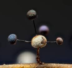 Attēlu rezultāti vaicājumam “Lamproderma nigrescens spores”