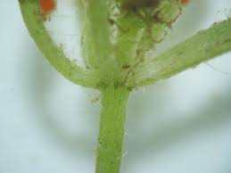 Attēlu rezultāti vaicājumam “Chara contraria”