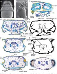Attēlu rezultāti vaicājumam “Enteridium variabile”