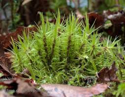 Attēlu rezultāti vaicājumam “Dicranum polysetum sporophyte”