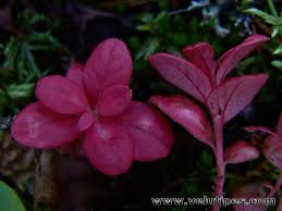 Attēlu rezultāti vaicājumam “Exobasidium splendidum”