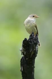 Image result for Phylloscopus schwarzi