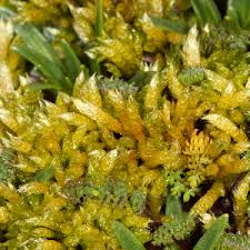 Attēlu rezultāti vaicājumam “Brachythecium”