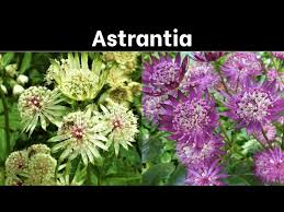 Attēlu rezultāti vaicājumam “Astrantia major fruit”