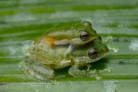 Attēlu rezultāti vaicājumam “Philonotis marchica macro”