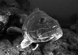 Image result for Stereolepis gigas