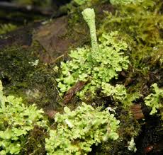 Attēlu rezultāti vaicājumam “Cladonia pyxidata”