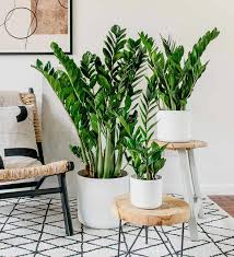 Image result for zamiokulkas