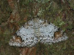 Attēlu rezultāti vaicājumam “Venusia blomeri”