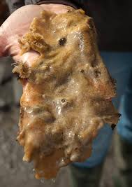 Attēlu rezultāti vaicājumam “Diderma subincarnatum sessile”