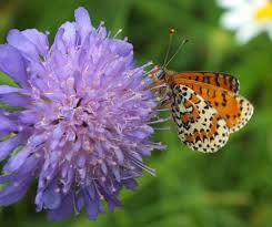 Attēlu rezultāti vaicājumam “Melitaea diamina underside”