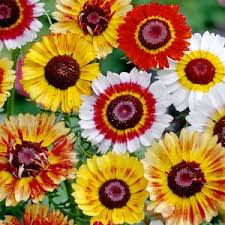 Image result for Mesembryanthemum criniflorum
