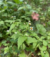 Attēlu rezultāti vaicājumam “Galinsoga quadriradiata leaf”