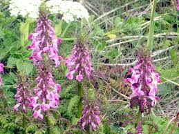 Attēlu rezultāti vaicājumam “Pedicularis palustris fruit”
