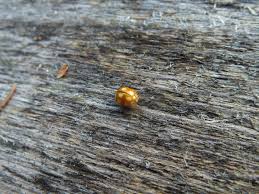 Attēlu rezultāti vaicājumam “Calvia decemguttata larva”