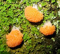 Attēlu rezultāti vaicājumam “Tubifera montana young”