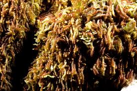 Attēlu rezultāti vaicājumam “Nowellia curvifolia”