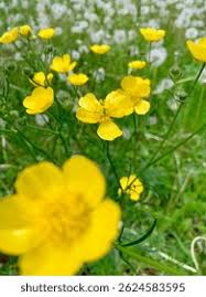 Attēlu rezultāti vaicājumam “Ranunculus lanuginosus bud”