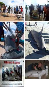 Image result for Sphyrna media