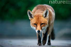 Attēlu rezultāti vaicājumam “Vulpes vulpes  adult”