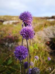 Attēlu rezultāti vaicājumam “Succisa pratensis flower”