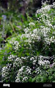 Attēlu rezultāti vaicājumam “Anthriscus sylvestris flower”