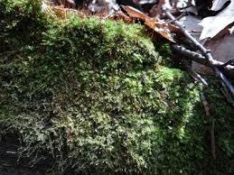 Attēlu rezultāti vaicājumam “Brachythecium”