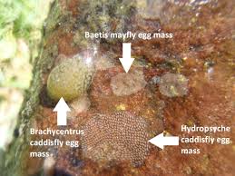 Attēlu rezultāti vaicājumam “Trichoptera egg mass”