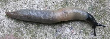 Attēlu rezultāti vaicājumam “Krynickillus melanocephalus”